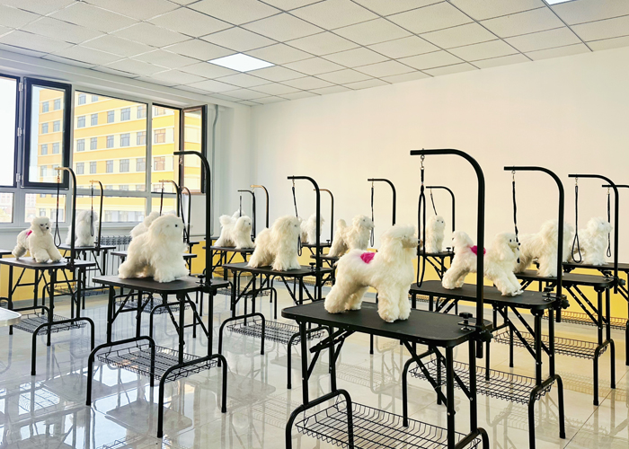 宠物医疗学校